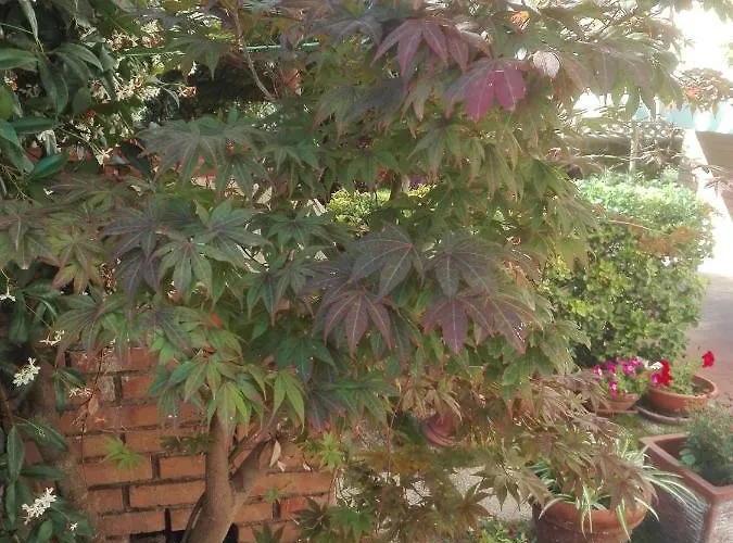 Melody Отель типа 